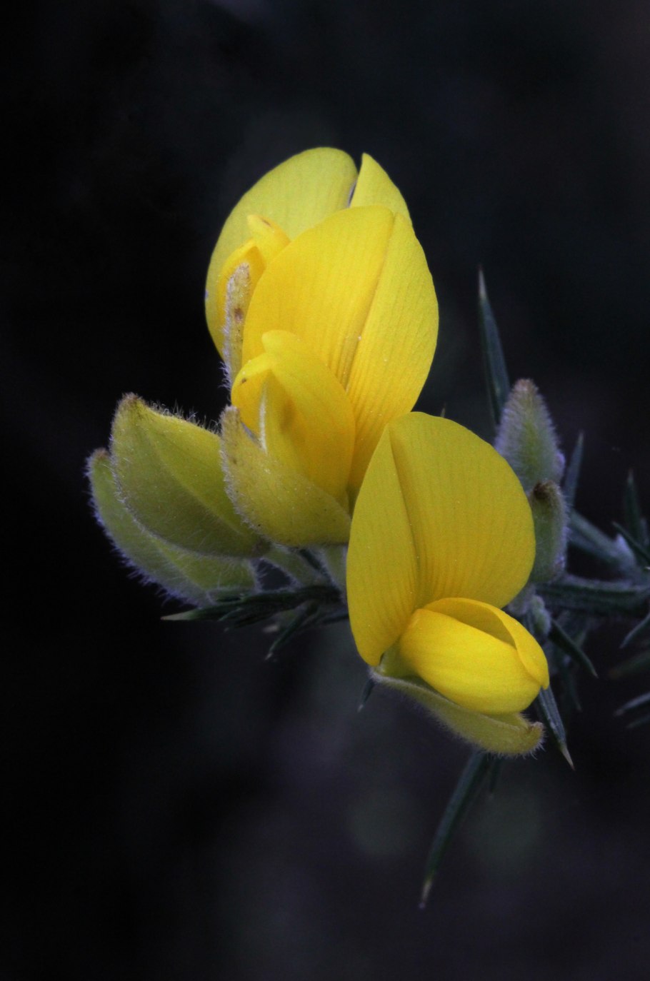Gorse Bush перевод