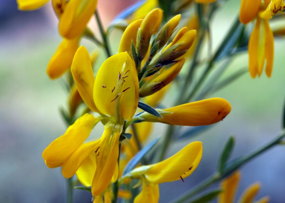 Дрок красильный (genista tinctoria)