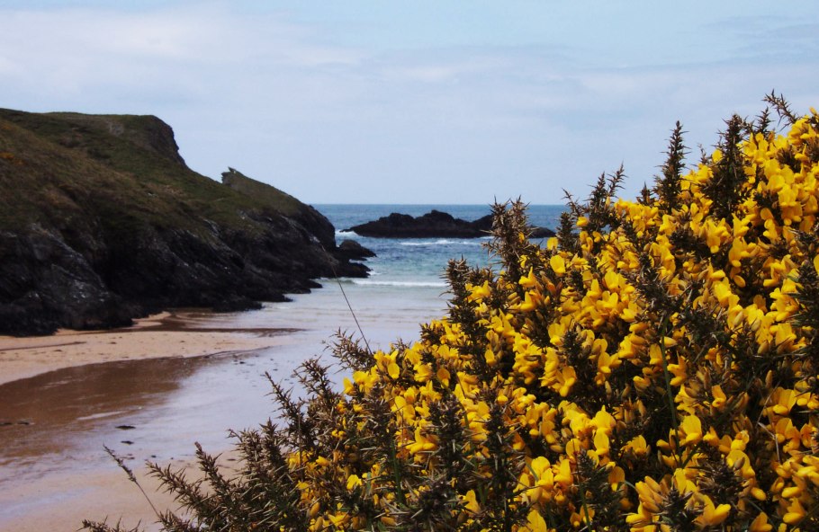 Утесник Европейский (колючий Дрок)