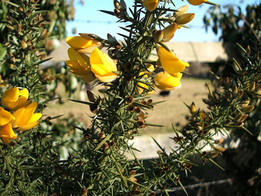 Утесник Европейский (колючий Дрок)