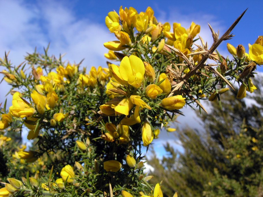 Улекс камень