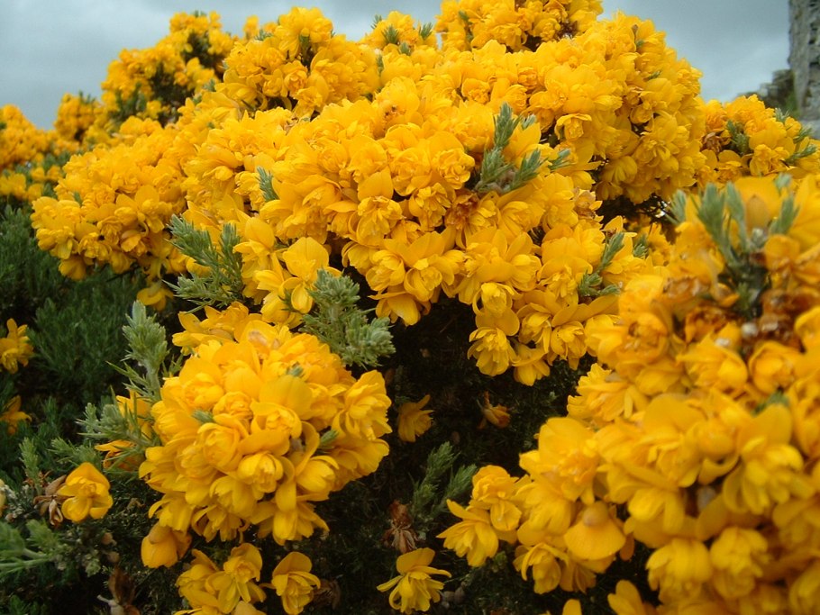 Улекс кантабрийский