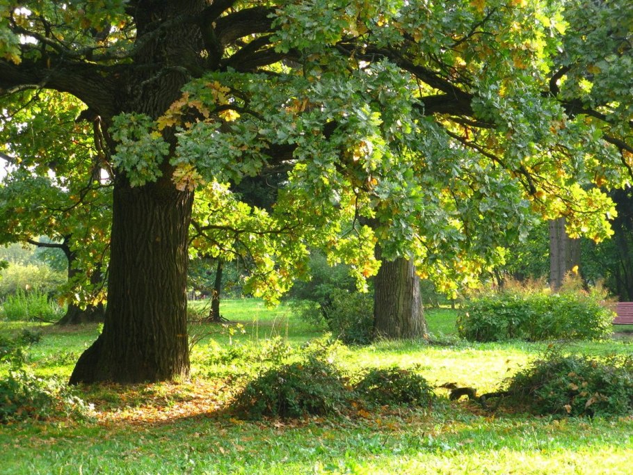 Шервудский лес в Англии