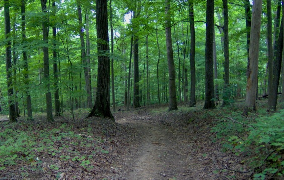 Дуб черешчатый раскидистая крона