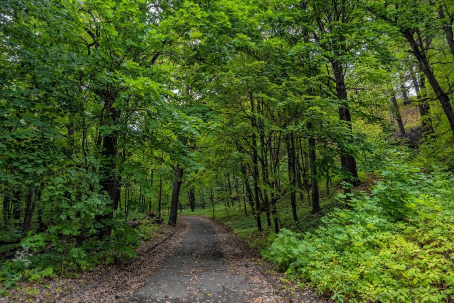 Дубово-гикориевые леса