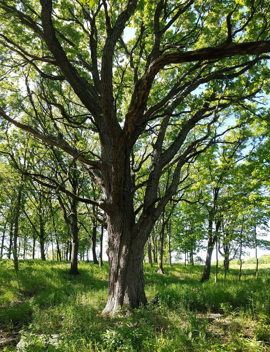 Гранитский дуб