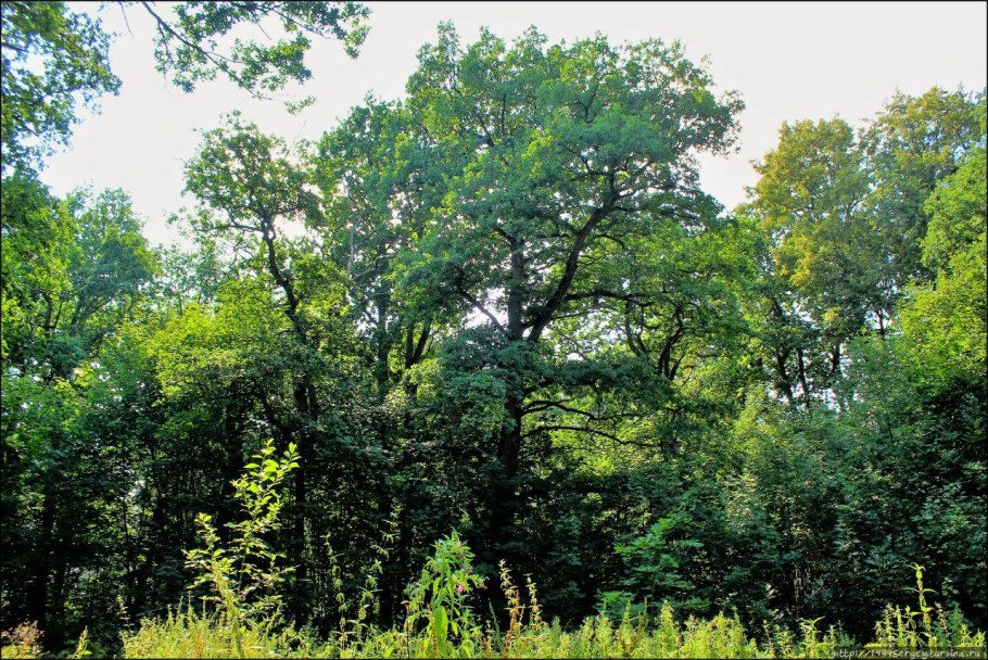 Форыор"дубовый лес" Англия