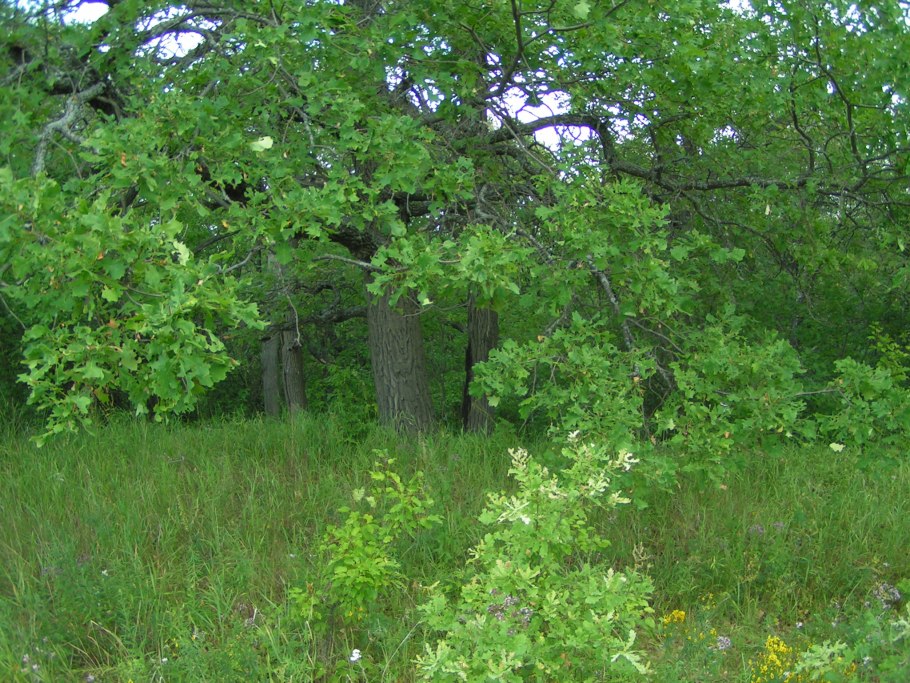 Дубрава дубовая роща