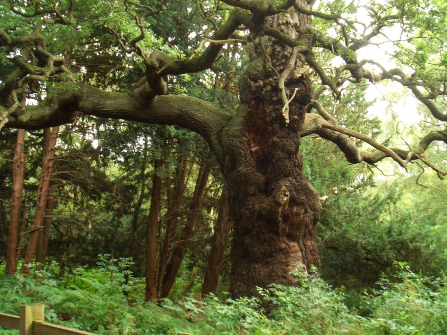 Вязовская вековая Дубрава