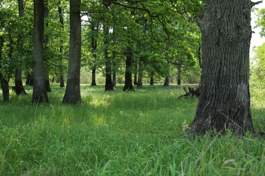 Дуб в смешанном лесу