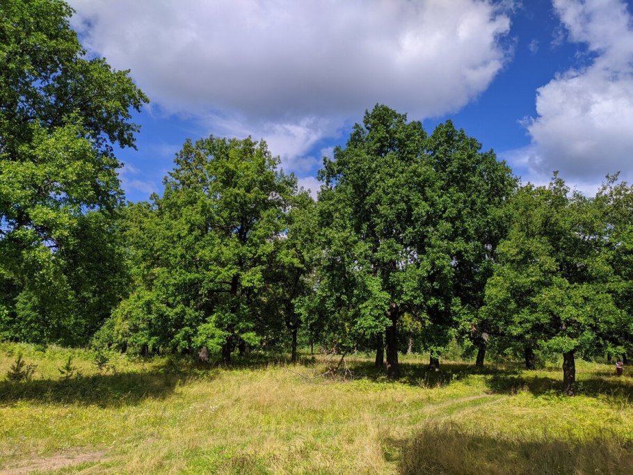 Дубрава Беларусь .лес