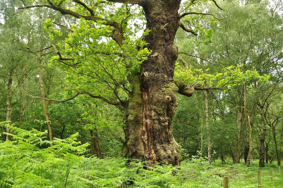Дубрава лес Башкирия