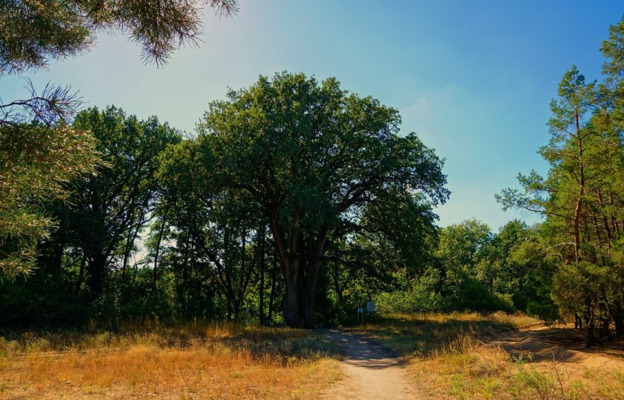 Дуб Блеобхерис