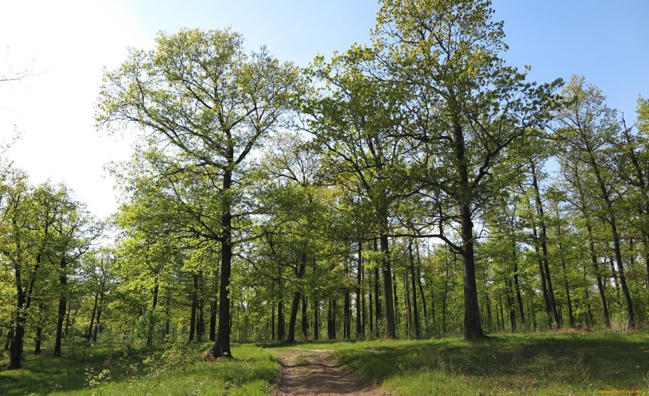 Копосовская Дубрава Нижний