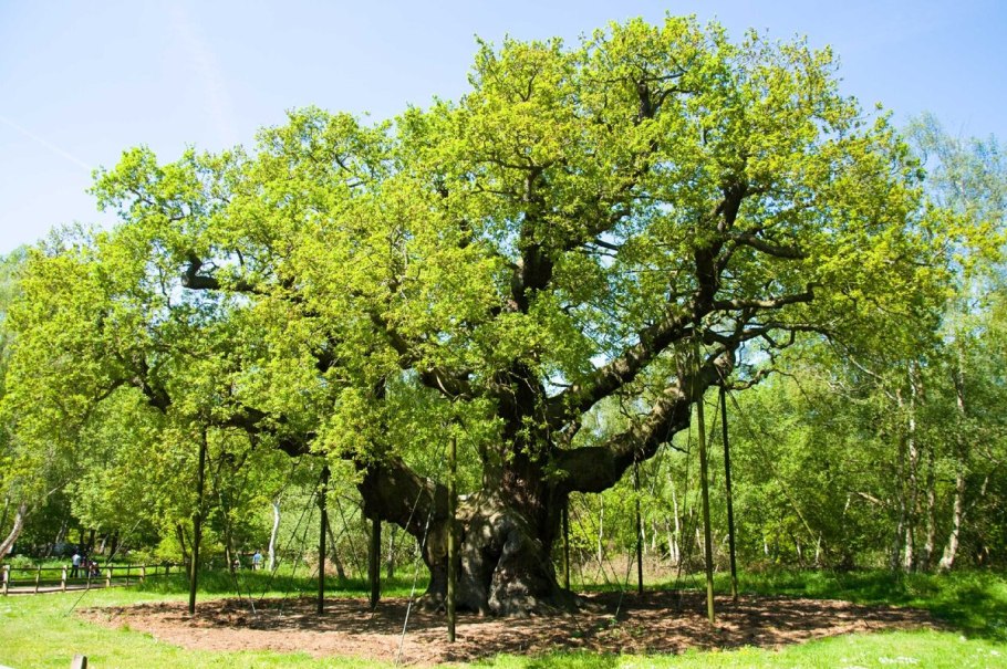 Дубрава дубовый лес