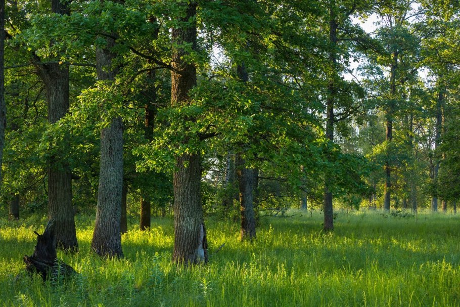 Дубравы и Рощи