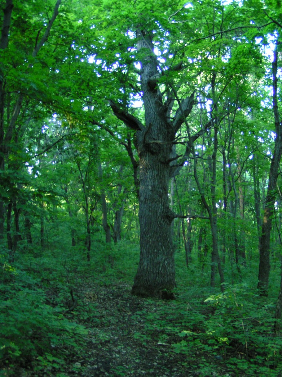 Вечнозеленый дуб Испании