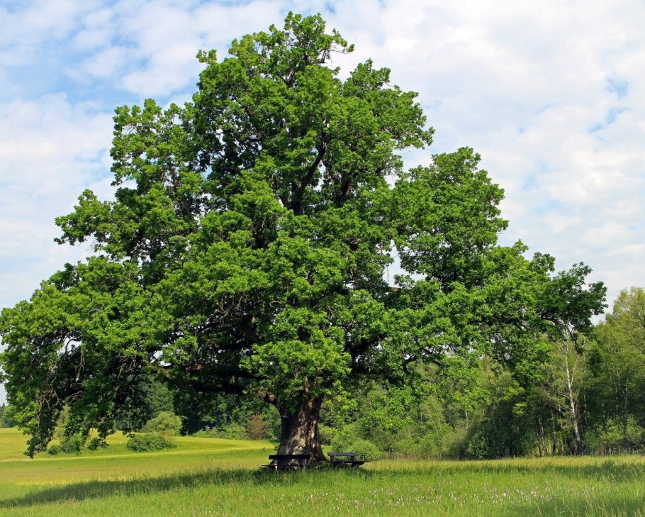 Растения в Дубовом лесу