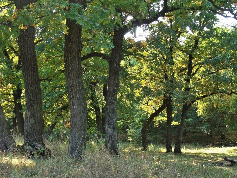 Дубовый лес
