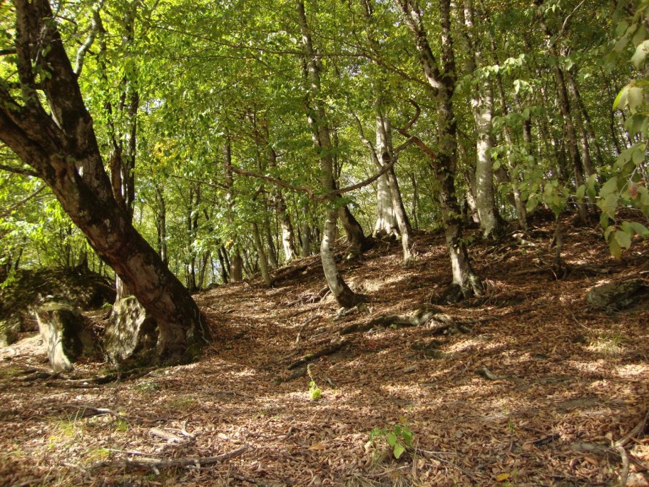 Шервудский лес дуб майор