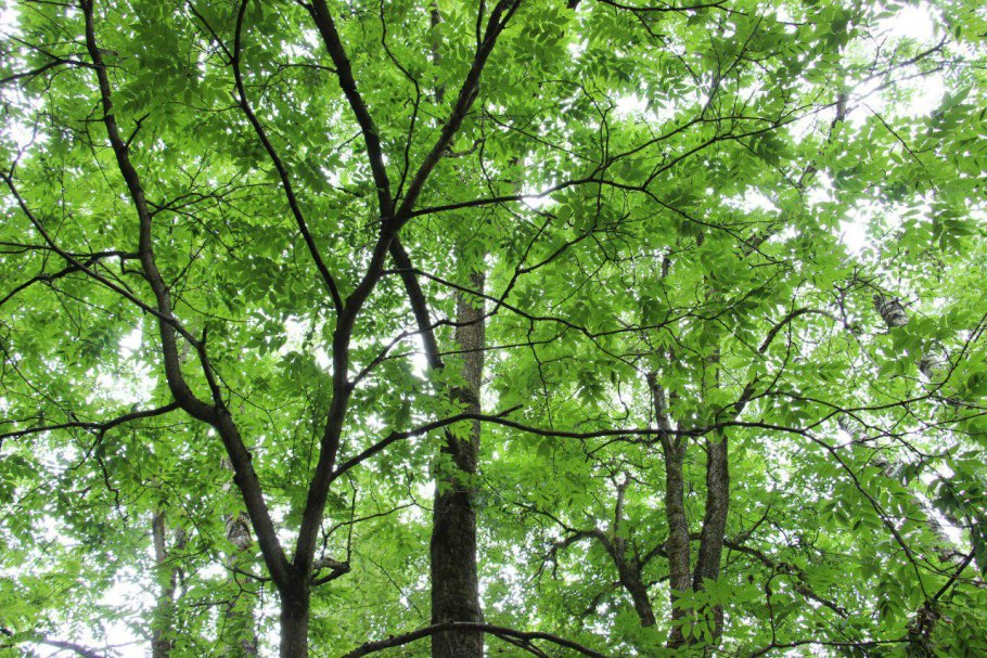 Вязовская вековая Дубрава