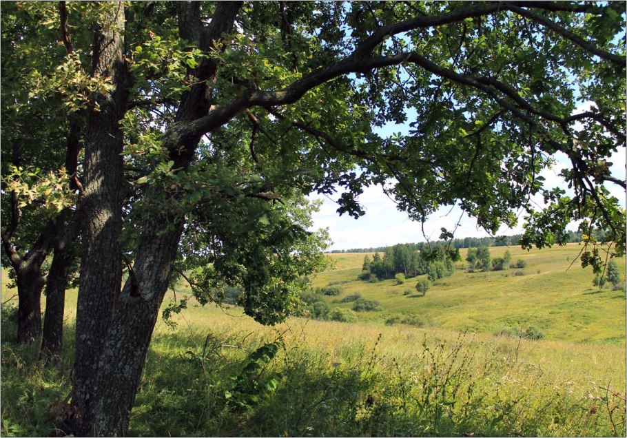 Дуб черешчатый – ruereus rohum