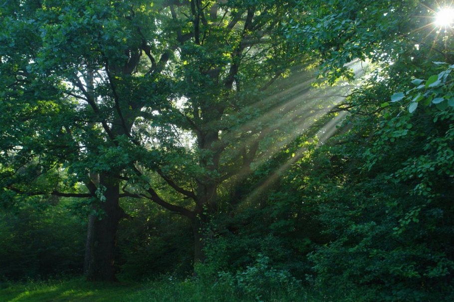 Дубовый лес Острогожск