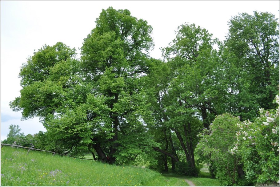 Дуб широколиственный лес