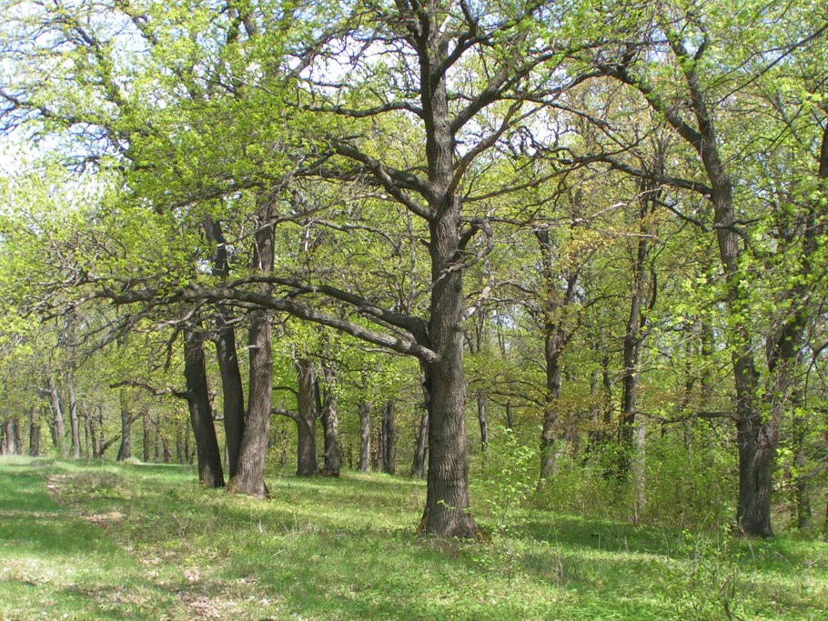Дубравы в Курске лес
