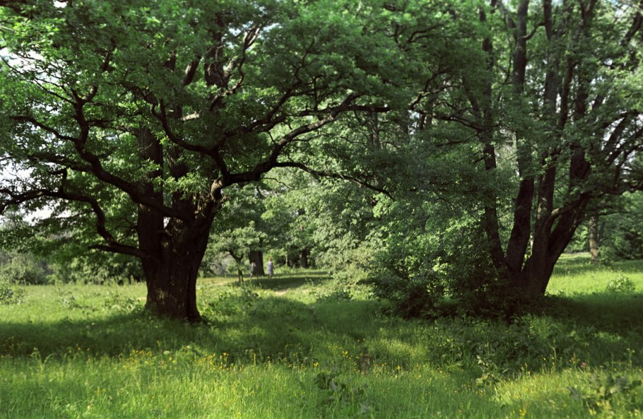 Дубовые леса в Дании