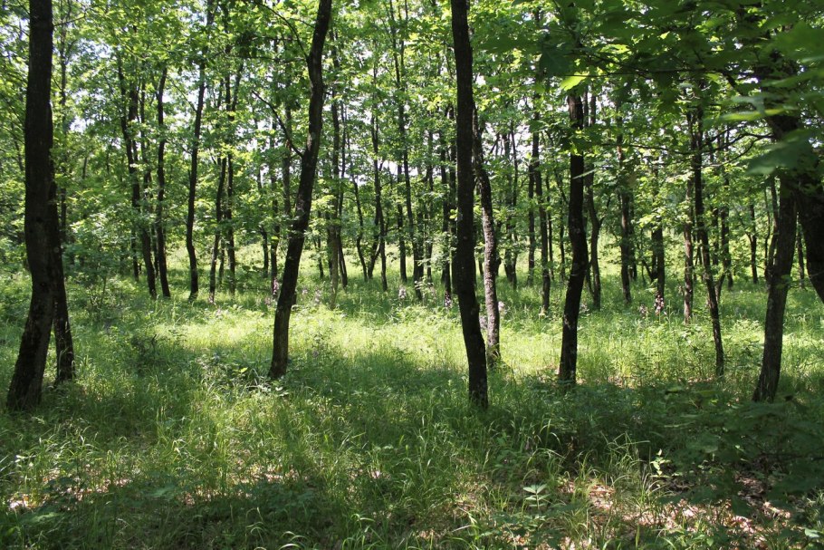 Присурская Дубрава в Пензенской области