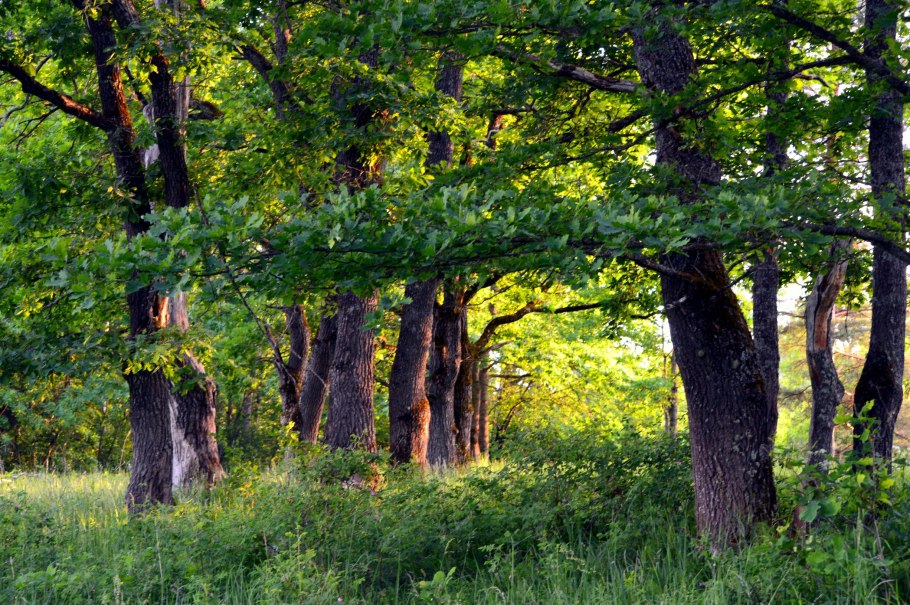 Коломенское дубовая аллея