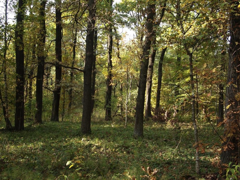 Центрально американские Сосново дубовые леса
