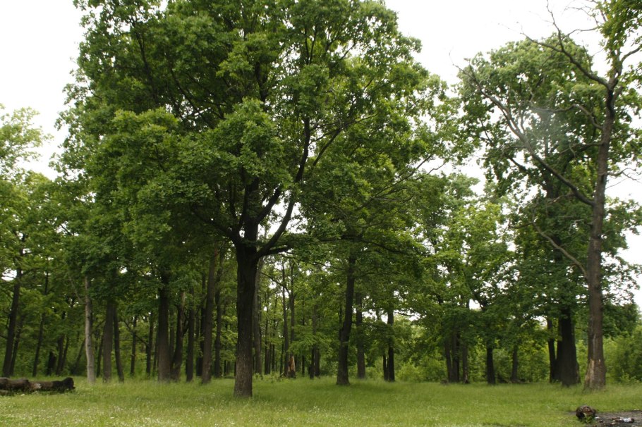 Копосовская Дубрава Нижний Новгород