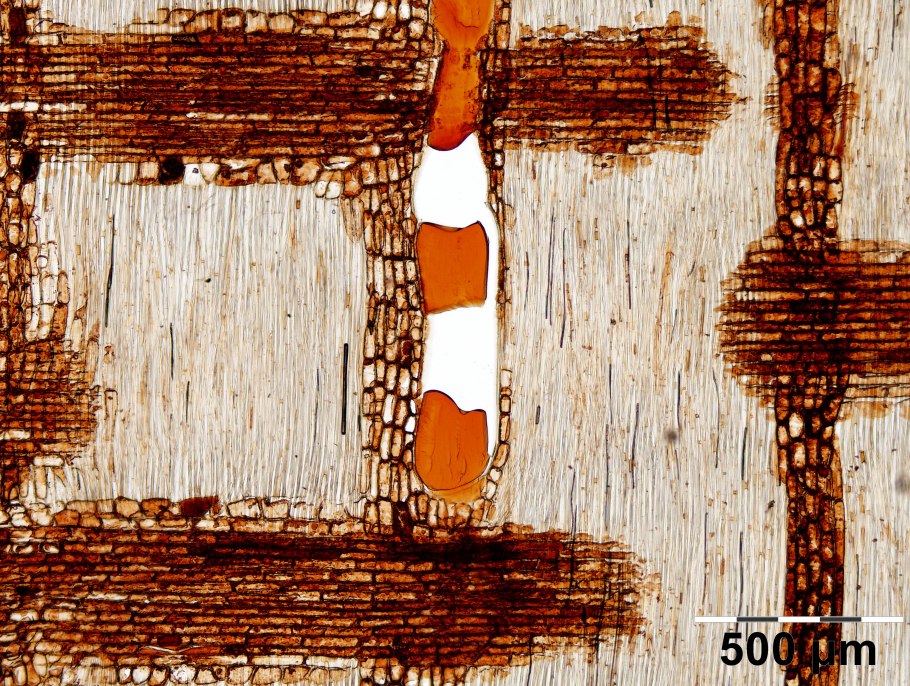 Brachychiton populneus