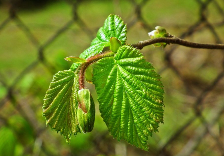 Лещина обыкновенная