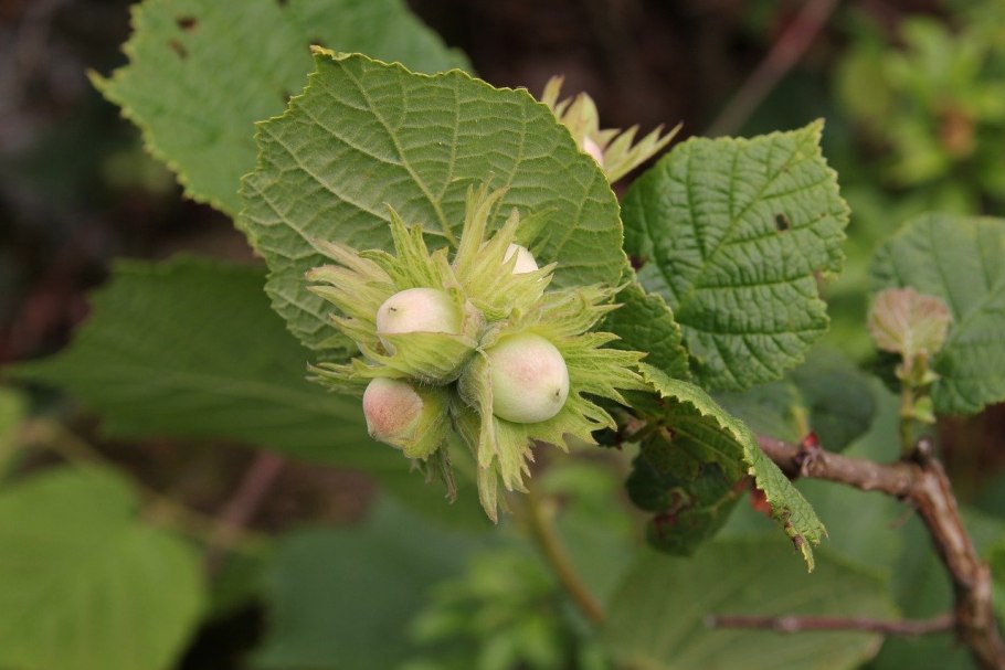 Лещина обыкновенная (Corylus avellana)