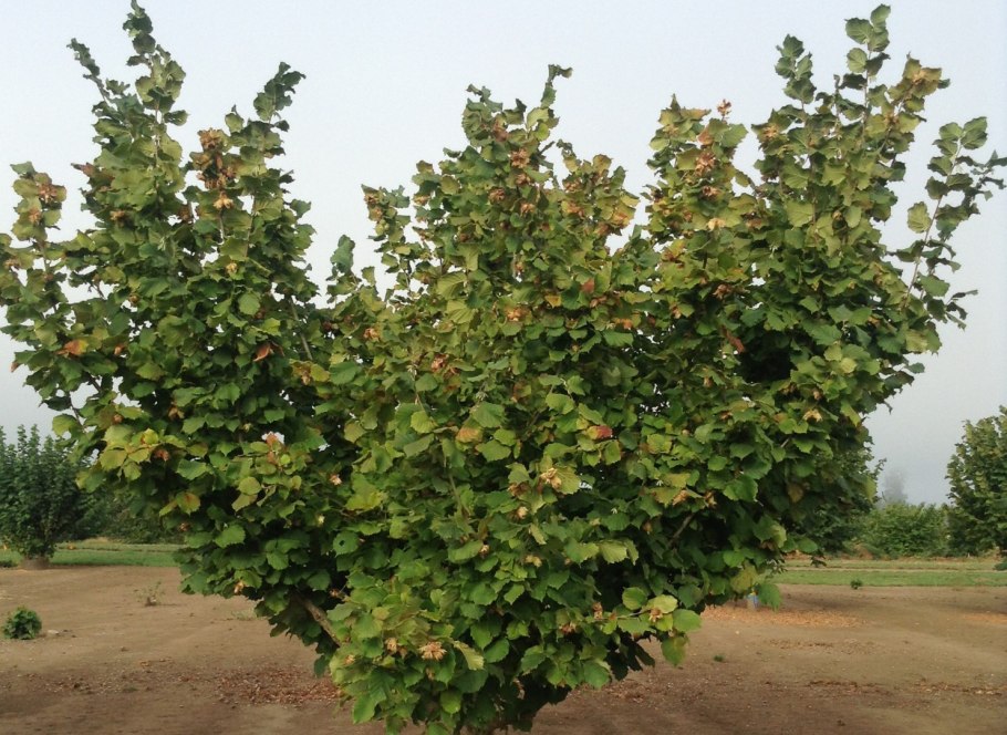 Corylus маньчжурская