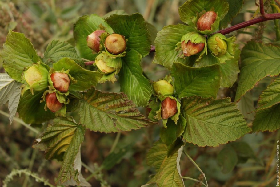 Лещина обыкновенная Ауреа