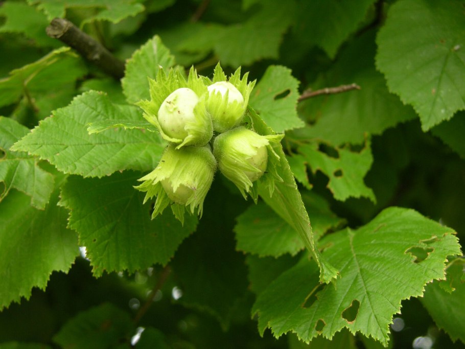 Лещина обыкновенная (Corylus avellana)