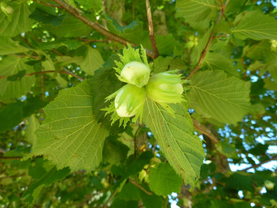 Лещина обыкновенная (Corylus avellana)