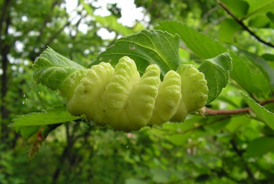 Лещина обыкновенная (Corylus avellana)
