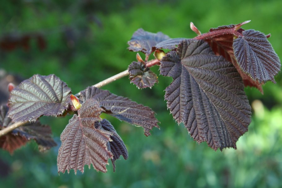 Лещина обыкновенная пурпуреа