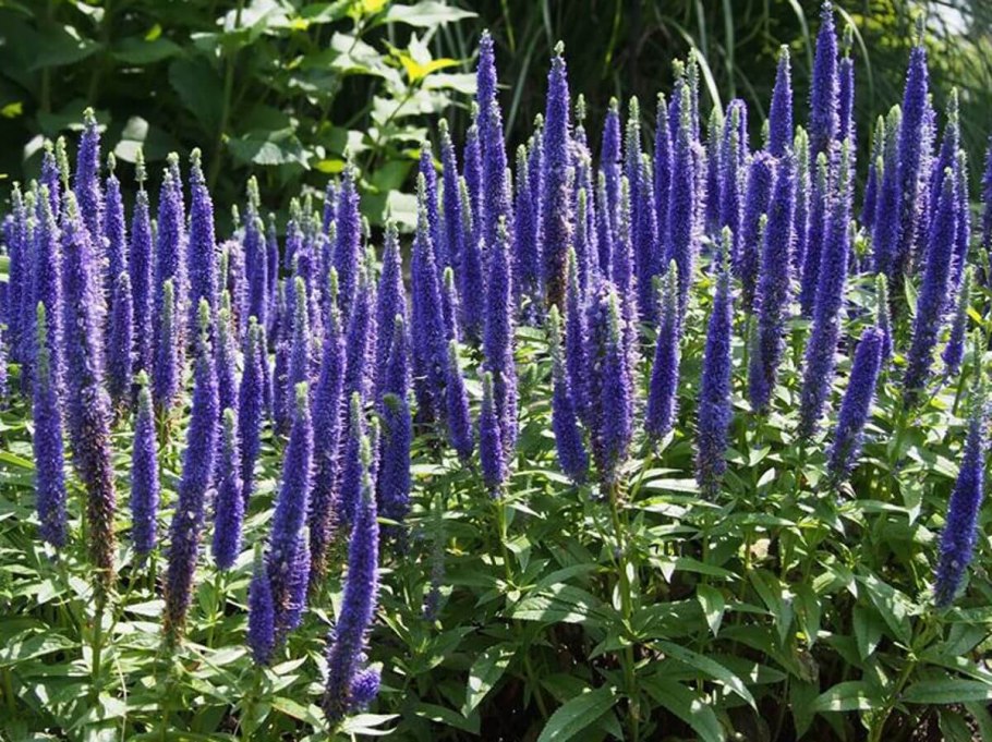 Вероника колосковая анниверсари блю