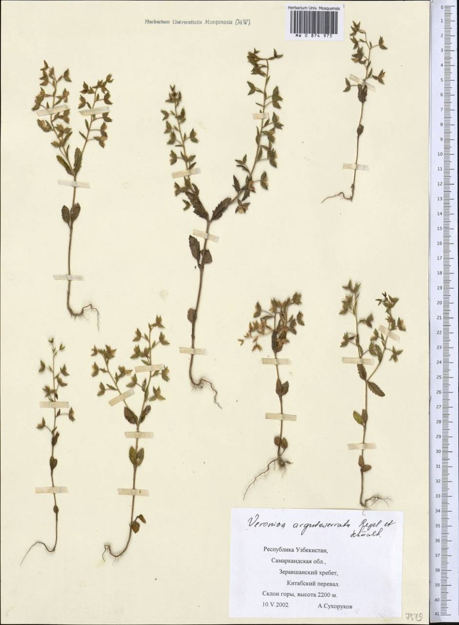 Вероника остропильчатая почки