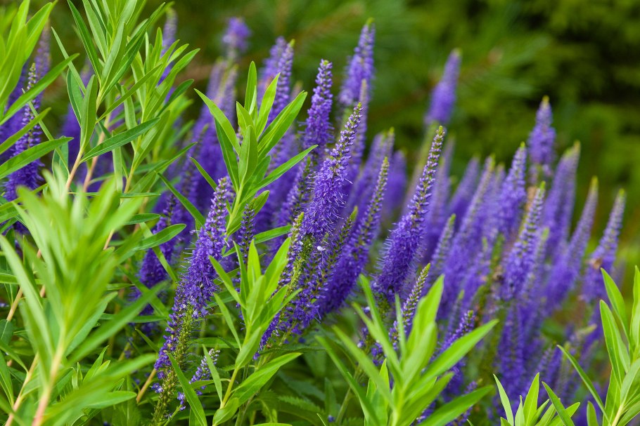 Вероника длиннолистная блауризин