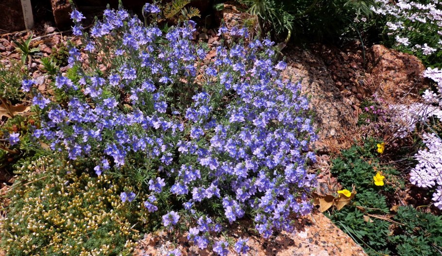 Почвопокровные многолетники вероника