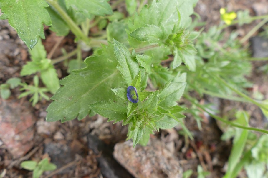 Вероника длиннолистная корень