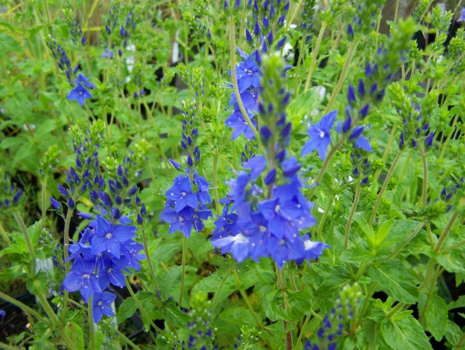 Вероника широколистная veronica teucrium