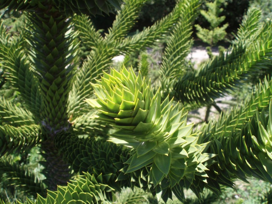 Араукария разнолистная дерево